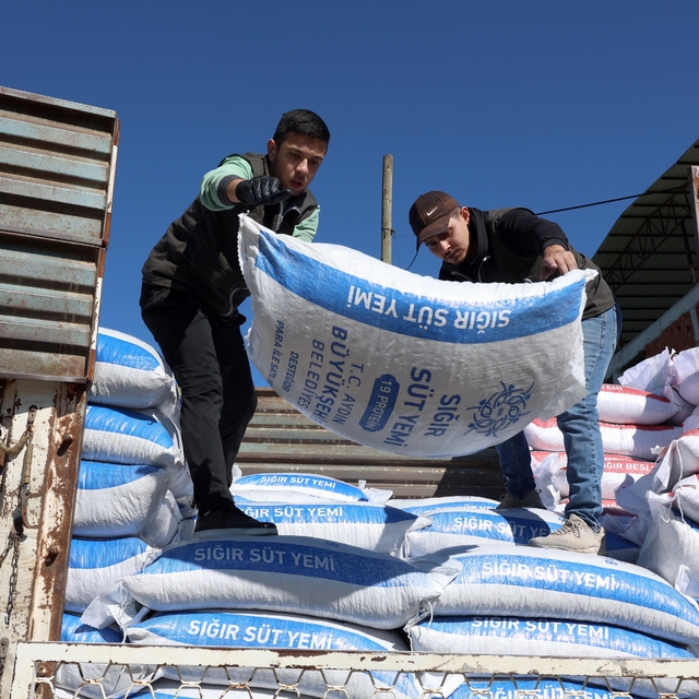 Aydın Büyükşehir'in yem desteği devam ediyor