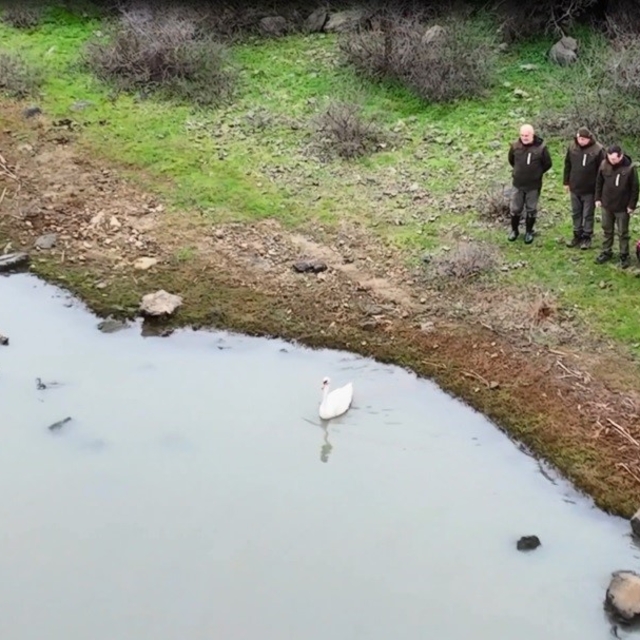 Ankara'da düşen kuğu Edirne'de özgürlüğüne kavuştu
Güçten düşen kuğu Gala G...