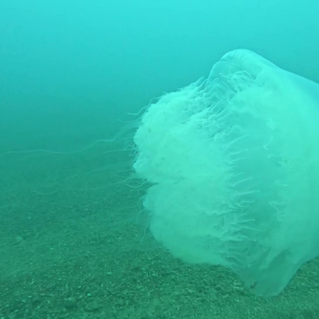 Poyraz, Akdeniz'deki en büyük denizanası türünü Antalya Körfezi'ne soktu
Ge...