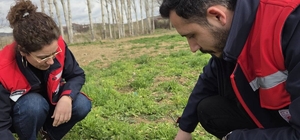 Tarım arazilerinde hastalık ve zararlı kontrolleri yapıldı