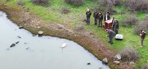 Ankara’da tedavi edilen kuğu, Edirne’de doğaya bırakıldı