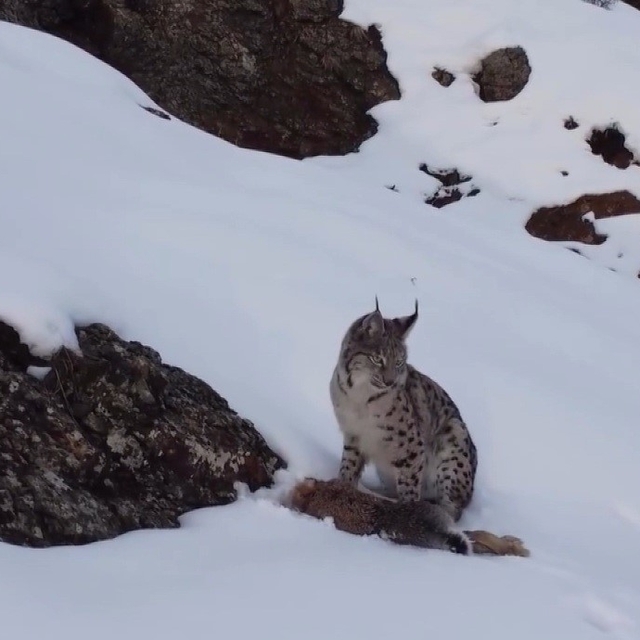 Erzincan'da "Doğadaki Kız" nesli tükenme tehlikesi altındaki vaşağı görüntü...