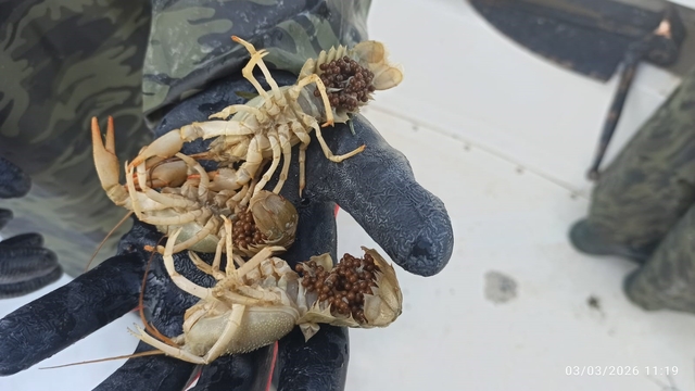Eğirdir Gölü'nde kaçak pinterlere el konuldu, kerevitler göle bırakıldı