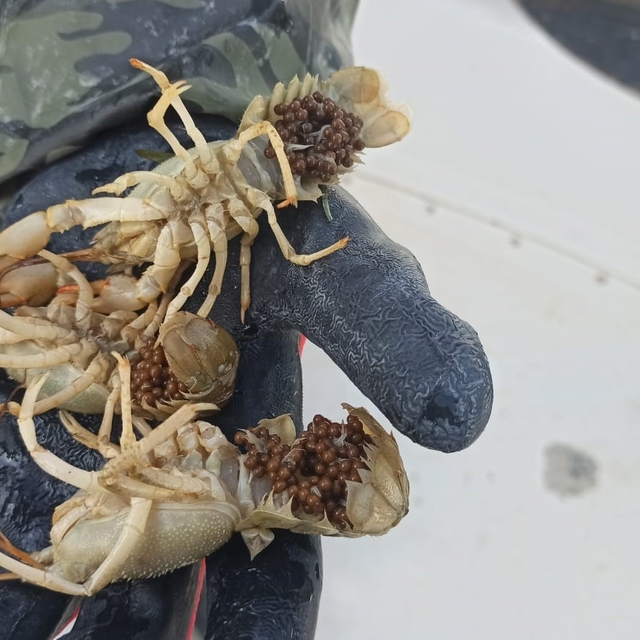 Eğirdir Gölü'nde kaçak pinterlere el konuldu, kerevitler göle bırakıldı