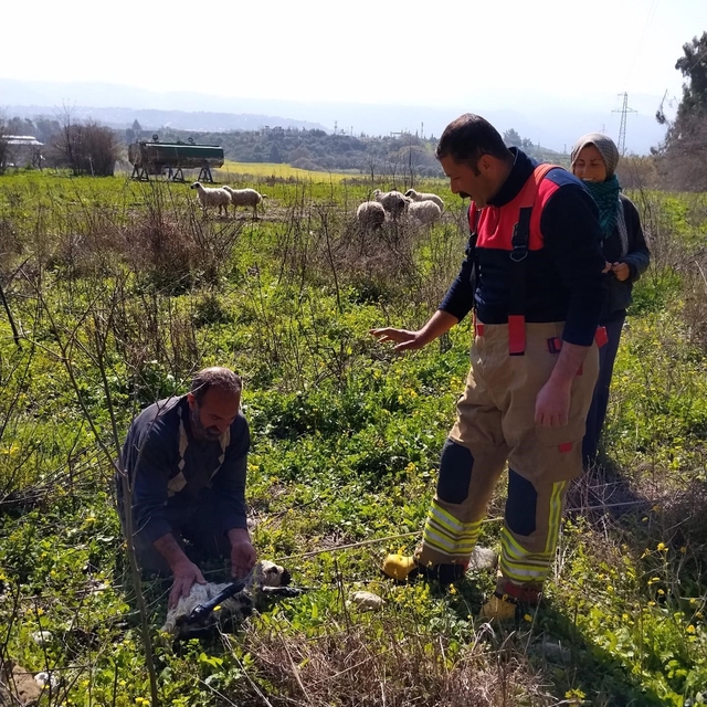 Defne'de kuyuya düşen kuzuyu itfaiye kurtardı
