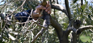 Kahramanmaraş'ta zeytin üreticilerine budama ve gübreleme uyarısı