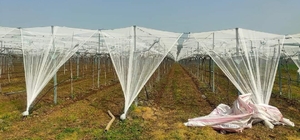 Dolu korkusuna fileli önlem Sarıgöl'de üzüm bağları dolu tehlikesine karşı örtü altına alınıyor