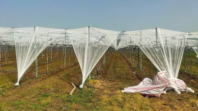 Dolu korkusuna fileli önlem
Sarıgöl'de üzüm bağları dolu tehlikesine karşı örtü altına alınıyor