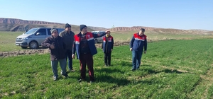 Çorum'da hububat ekili arazide kontrol çalışmaları sürüyor