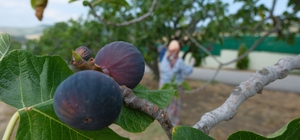 Bozdoğan'da bir yılda 2 bin incir fidanı toprakla buluştu