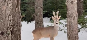 Karla kaplı ormanda karaca görüntülendi