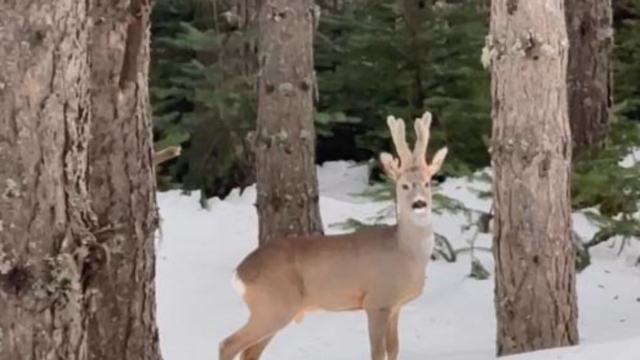 Karla kaplı ormanda karaca görüntülendi