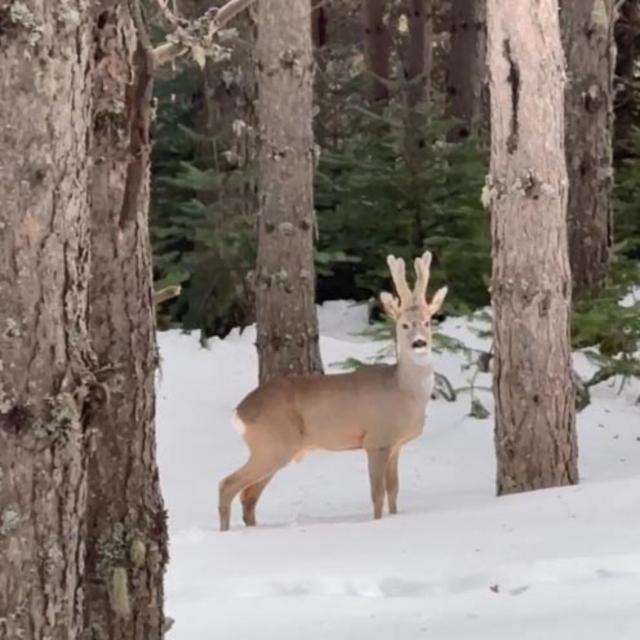 Karla kaplı ormanda karaca görüntülendi