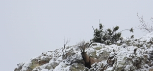 Av yasağı başladı