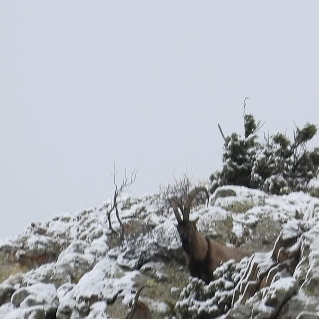 Av yasağı başladı