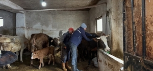 Aydıntepe’de 2026 ilkbahar şap aşılama kampanyası tamamlandı