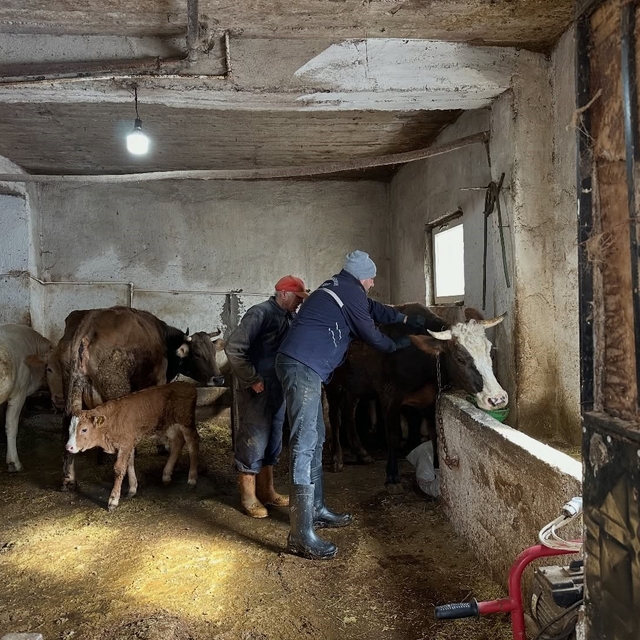 Aydıntepe'de 2026 ilkbahar şap aşılama kampanyası tamamlandı