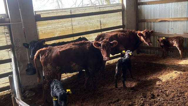 Çaycuma'da yeni doğan buzağılar kayıt altına alındı