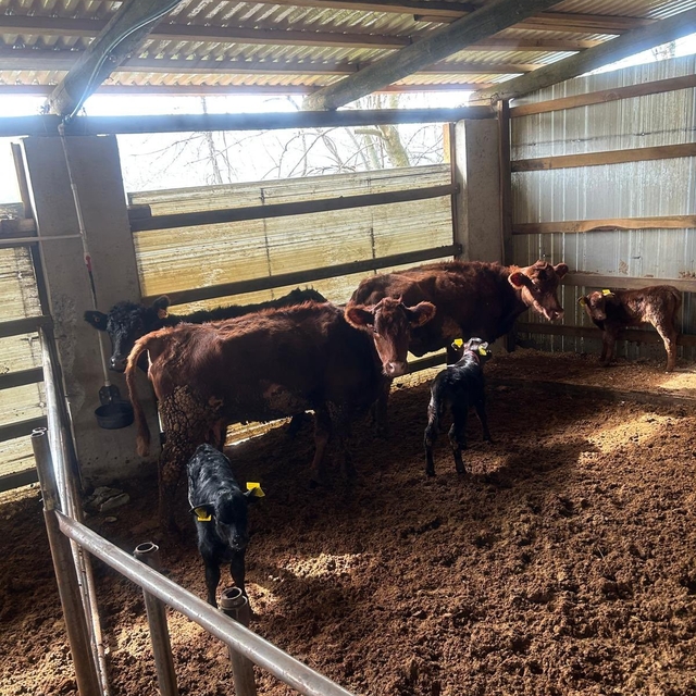 Çaycuma'da yeni doğan buzağılar kayıt altına alındı