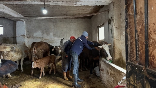 Aydıntepe'de 2026 ilkbahar şap aşılama kampanyası tamamlandı