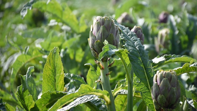 İzmir Menemen'de enginar hasadı başladı
