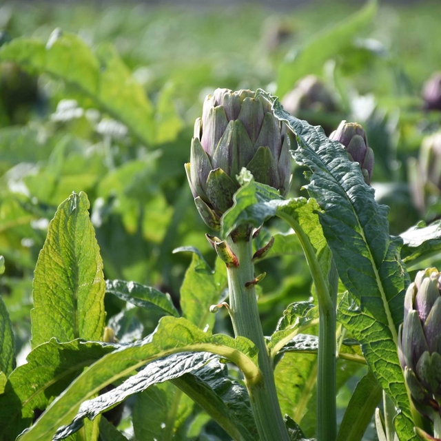 İzmir Menemen'de enginar hasadı başladı