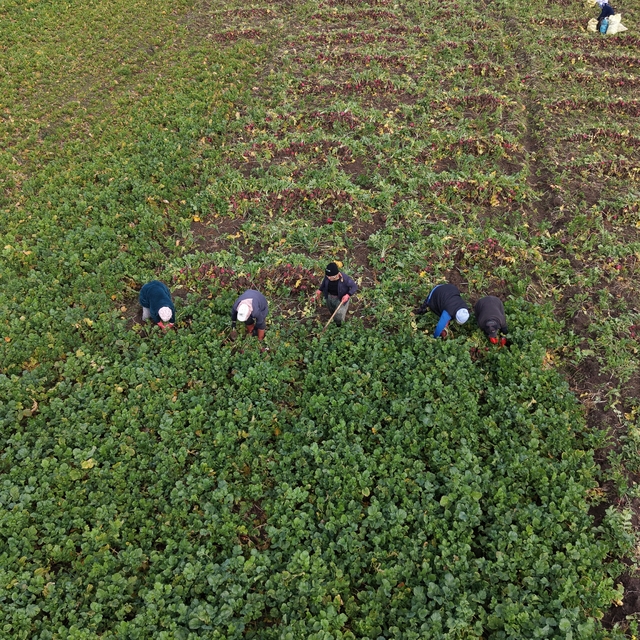 Samsun'un Alaçam ilçesinde "Bedeş turpu"nun hasadı sürüyor