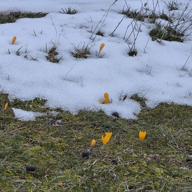 Kar ve çiçek açan çiğdemler yan yana