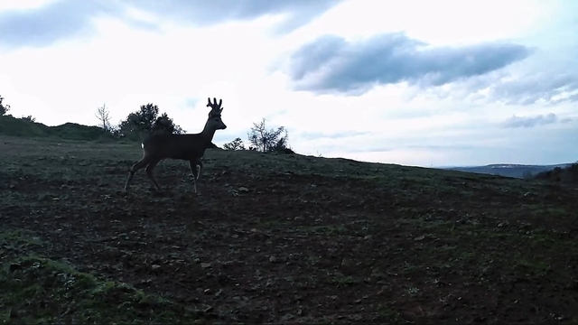 Ganos Dağları'nda karacalar fotokapana yakalandı