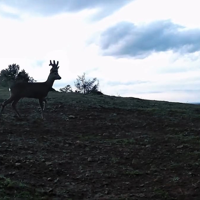 Ganos Dağları'nda karacalar fotokapana yakalandı