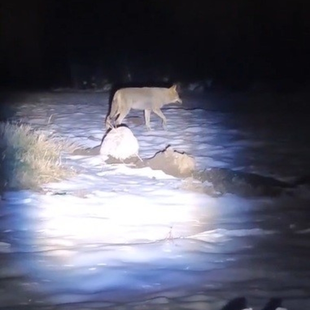 Erzincan'da aç kalan kurtlar köye indi