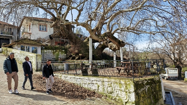 Manisa'da 2 bin yıllık anıt çınar, hayran bırakıyor