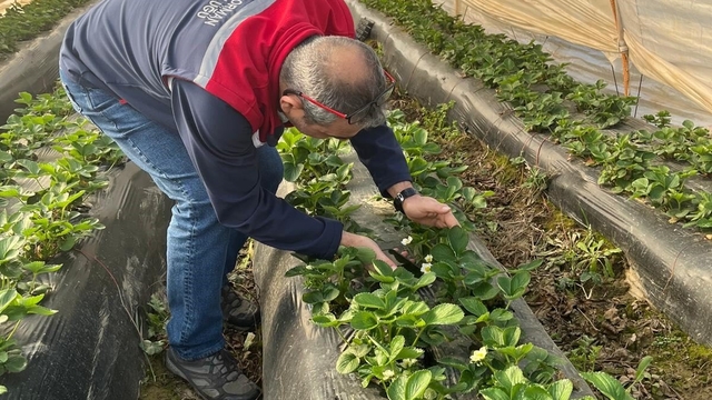Aydın'da hasat öncesi çilek bahçeleri kontrol edildi
