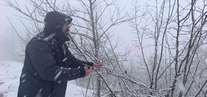 Kar altında kalan fındık bahçeleri, üreticileri tedirgin ediyor