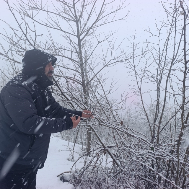 Kar altında kalan fındık bahçeleri, üreticileri tedirgin ediyor