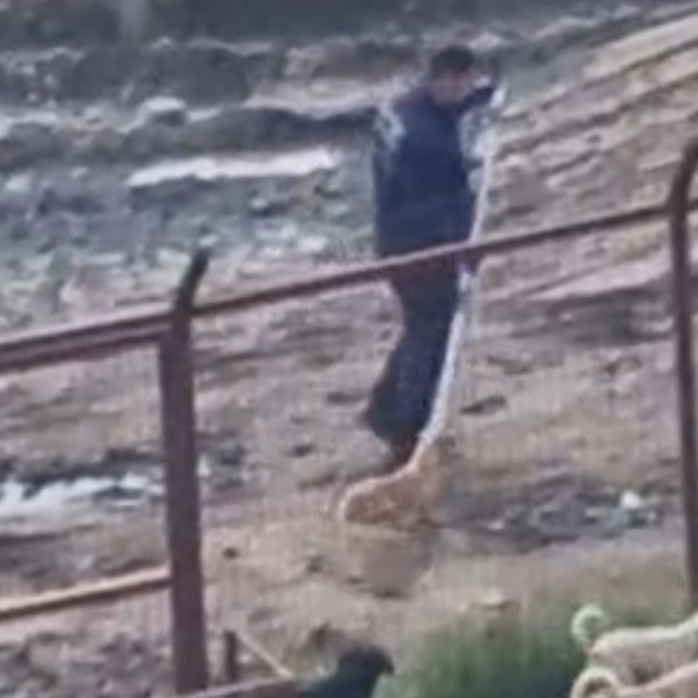 Sakarya Valiliğinden iki ilçedeki barınak görüntülerine ilişkin açıklama