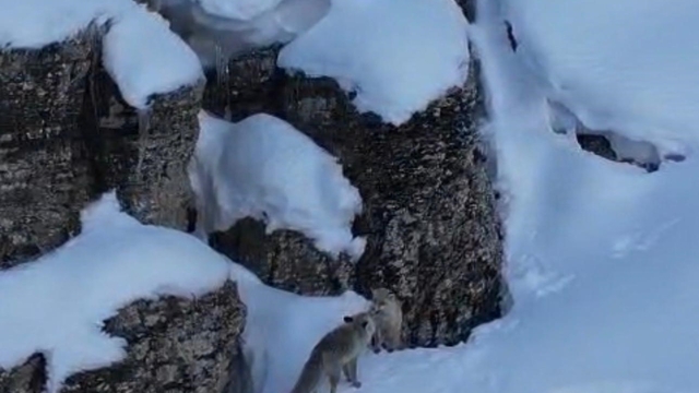Şırnak'ta tilkiler kar üstünde yiyecek ararken görüntülendi