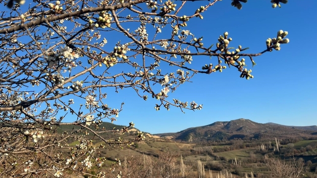 Emet'te badem ağaçları çiçek açtı