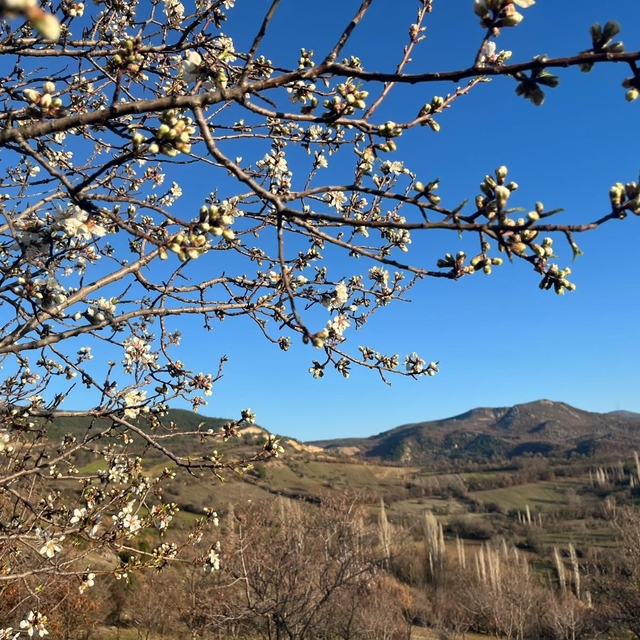 Emet'te badem ağaçları çiçek açtı