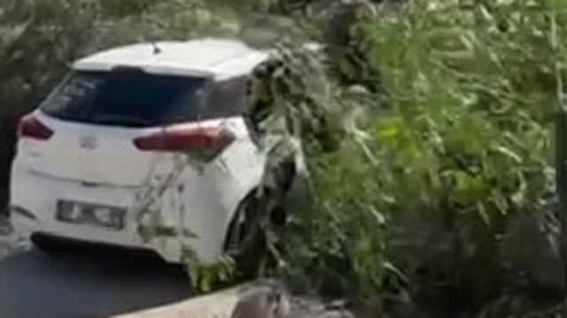 Adana'da şiddetli rüzgar ağaçları devirdi