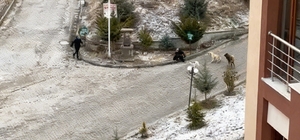 Sokak köpeklerinin saldırısına uğrayan kadını vatandaşlar kurtardı: O anlar...