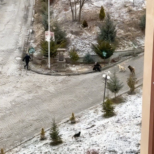 Sokak köpeklerinin saldırısına uğrayan kadını vatandaşlar kurtardı: O anlar...