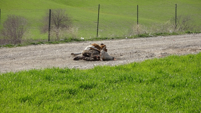 Baraj içerisine ve ulu orta atılan büyükbaş hayvan leşleri pes dedirtti
Çok sayıda hayvan leşi mikrop saçıyor