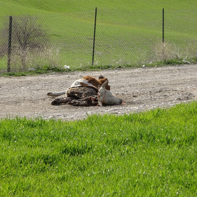 Baraj içerisine ve ulu orta atılan büyükbaş hayvan leşleri pes dedirtti
Çok...