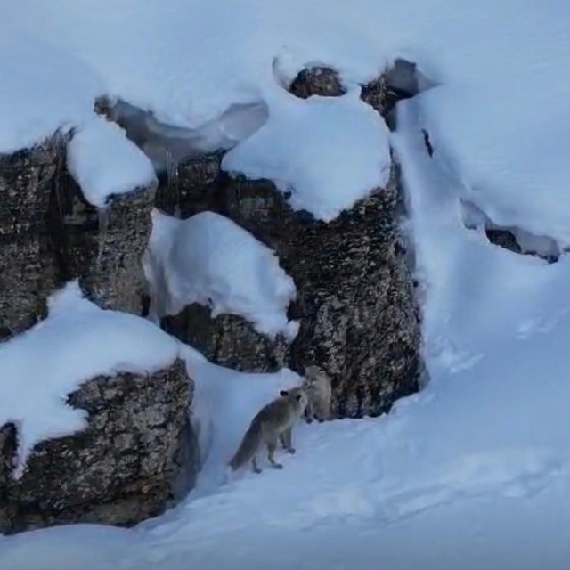 Şırnak'ta tilkiler kar üstünde yiyecek ararken görüntülendi