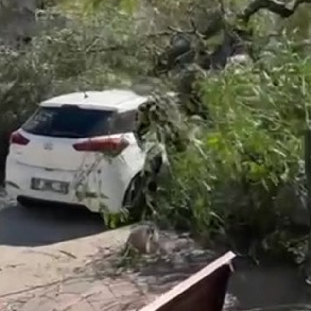 Adana'da şiddetli rüzgar ağaçları devirdi
