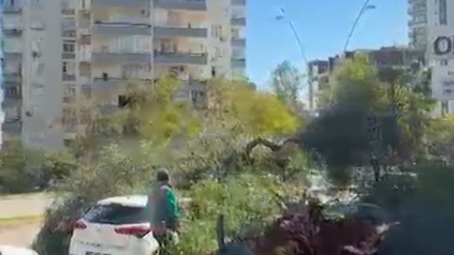 Adana'da rüzgar nedeniyle ağaçlar devrildi