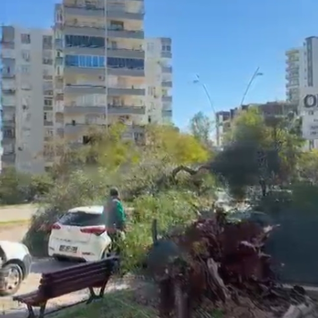 Adana'da rüzgar nedeniyle ağaçlar devrildi