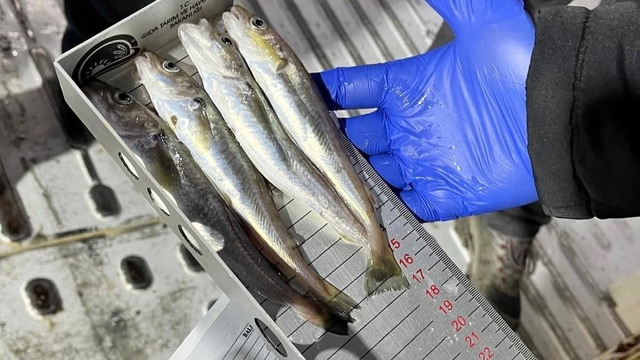 Kırklareli'nde su ürünleri nakil araçlarına sıkı denetim