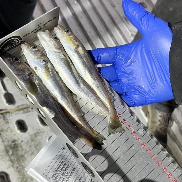 Kırklareli'nde su ürünleri nakil araçlarına sıkı denetim